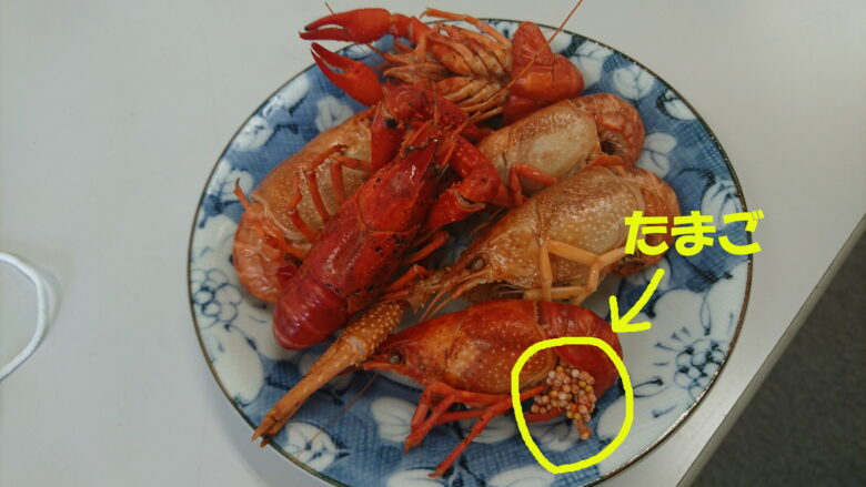 ザリガニを食べる 身近なエネルギーを摂取してみた 冒険ログ